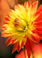 Orange yellow dahlia Flowers In Bloom photo 
