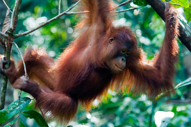 orangutan climbs and hangs on to tree
