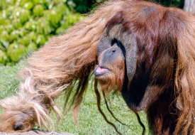 orangutan climbs up rock