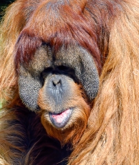 orangutan face closeup shows distinctive red fur
