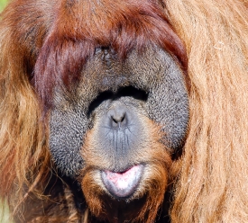 orangutan front view closeup_142b