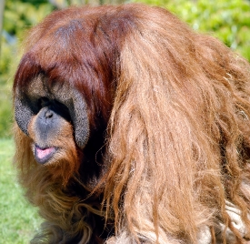 orangutan fruit-eating animal