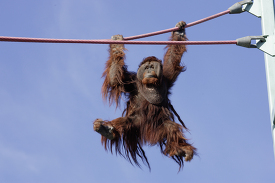 Orangutan hanging from high ropes at zoo