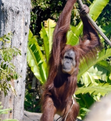 orangutan hangs from tree branch105a