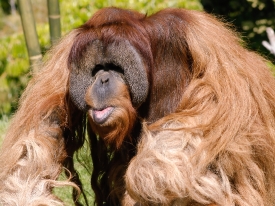 orangutan long shaggy red arms