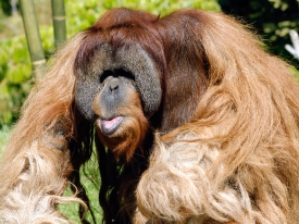 orangutan one of the closest human relatives