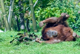 orangutan playfully rolling on grass