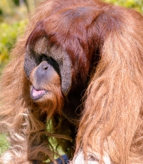 orangutan shaggy reddish fur