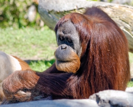 orangutan showing long red furry arm