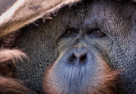 orangutan shows face_092a
