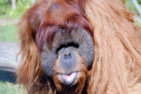 orangutan shows tongue