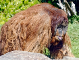 orangutan walking near rocks