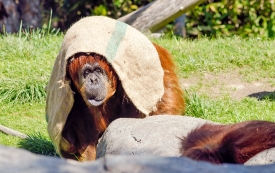 orangutan with burlap civering head
