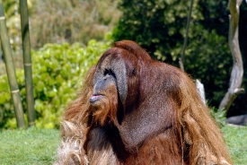 orangutan_133a