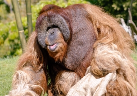 orangutan_135a