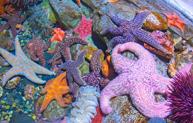 orche sea star variety of colors photo
