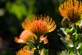 ornamental pincushion flower