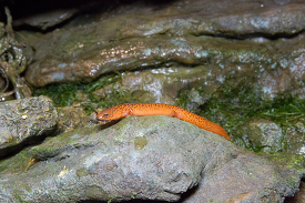 orthern Red Salamander