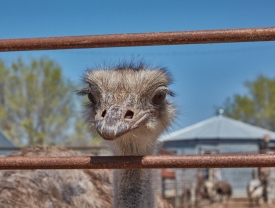 ostrich Animal Farm in Kansas