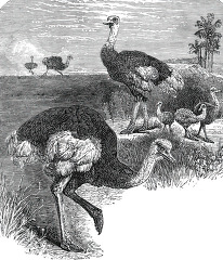 ostrich in africa historical illustration africa