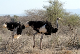 Ostrich Kenya Africa