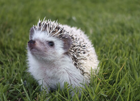 our pet hedgehog playing in the grass