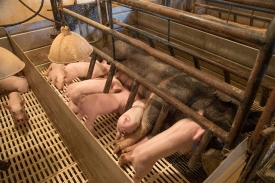 ows suckle their litter of piglets in the farrowing on hog farm