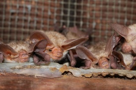 Pallid bats can be found roosting