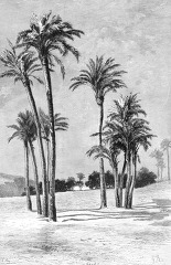 palm trees ancient egypt