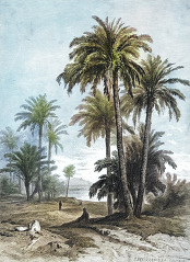 palm trees commonly grown in egypt