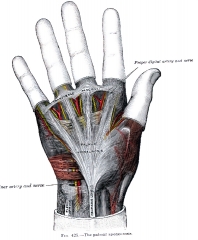palmar sponeurosis human anatomy