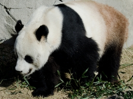 panda bear 6681