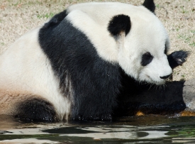 panda bear cooling off in water