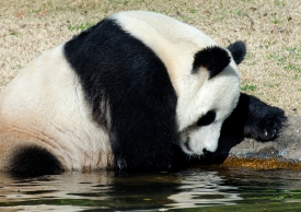 panda playing in water