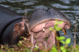 paritally Submerged hippo zoo habitat impressive teeth open mout
