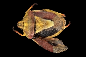 Pentatomid bug Antheminia remota