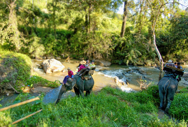 people riding elephants in the jungle near a river at a camp in 