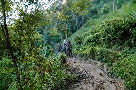 people riding elephants on a muddy path in the jungle