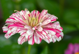 peppermint _zinnia flower in full bloom