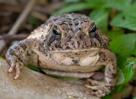 photo closeup a toad front view