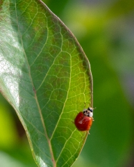 photo closeup of small beetle red lady bug on leaf edge image