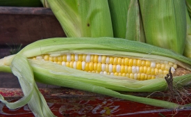 photo freshly picked corn from farm 230