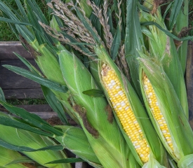 photo freshly picked corn from farm 232