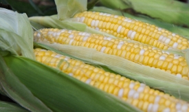 photo freshly picked corn from farm 243