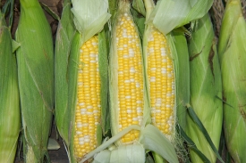 photo freshly picked corn from farm 248
