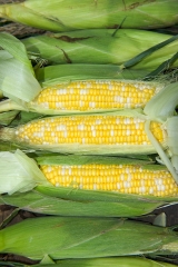 photo freshly picked corn from farm 249