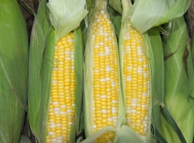 photo freshly picked corn from farm 250