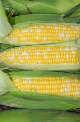 photo freshly picked corn from farm 251