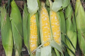 photo freshly picked corn from farm 252