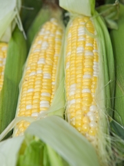 photo freshly picked corn from farm 262